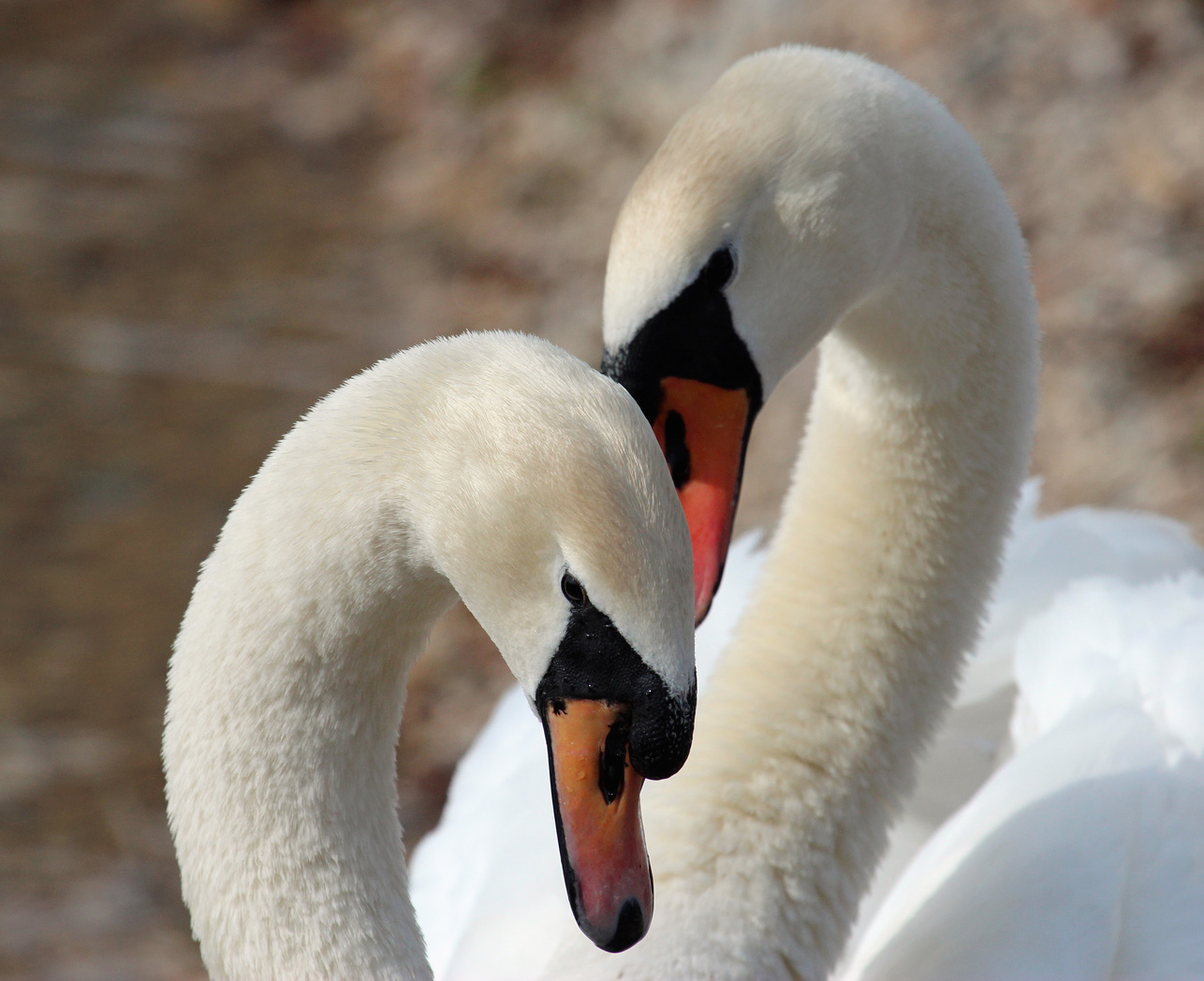 Le Couple ne rend pas heureux